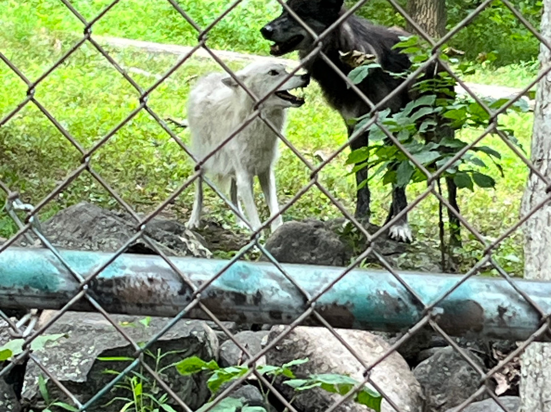 Lakota Wolf Preserve-Columbia必去景点