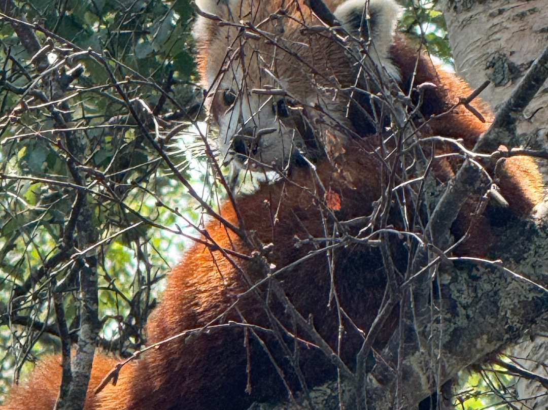 Highland Wildlife Park-Kincraig必去景点
