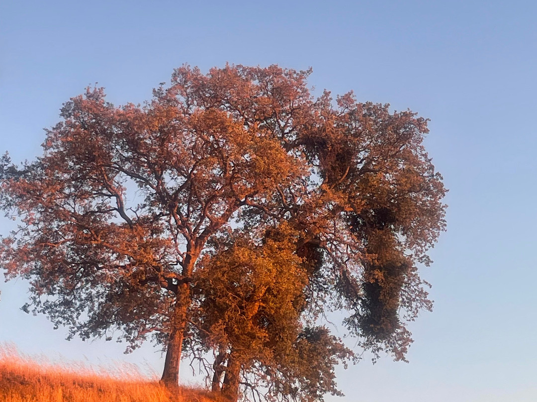 Rail Explorers: Amador CA Division-Ione必去景点