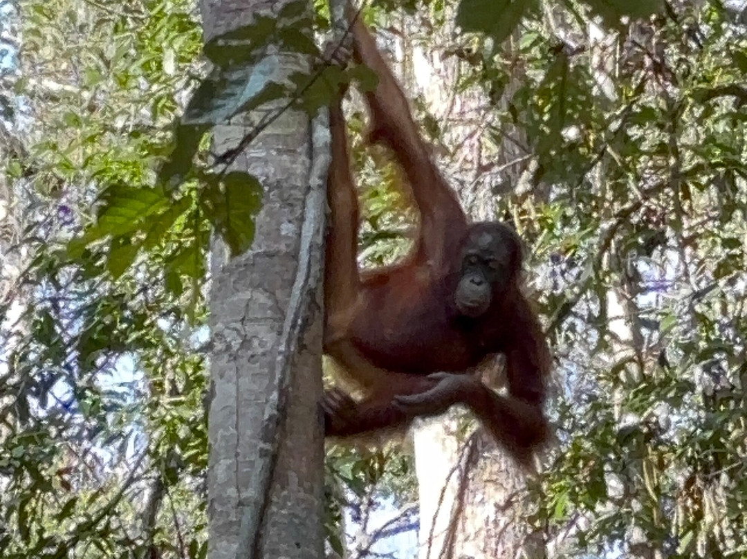 Guia En Borneo-Pangkalan Bun必去景点