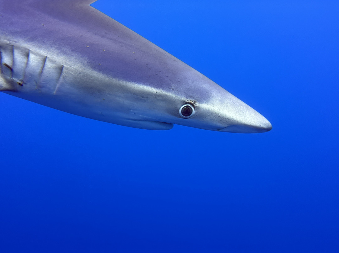 CW Azores-Madalena必去景点