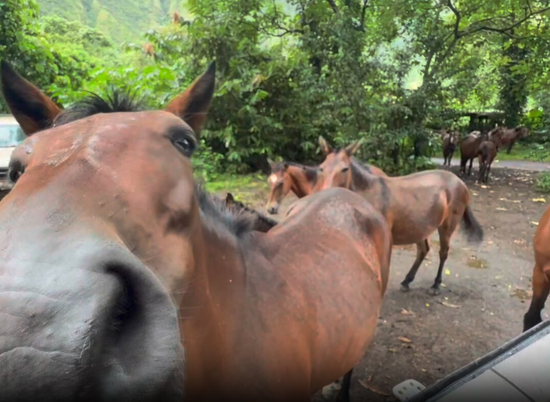 Waipio Valley Shuttle-库库伊哈尔必去景点