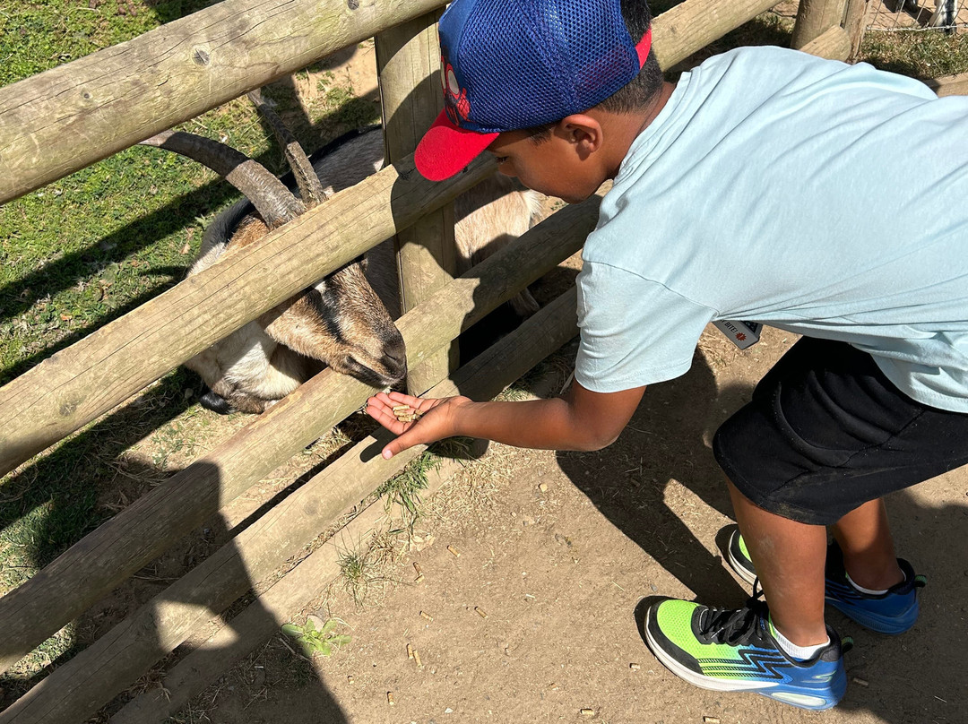 Jimmy's Farm & Wildlife Park-伊普斯威奇必去景点