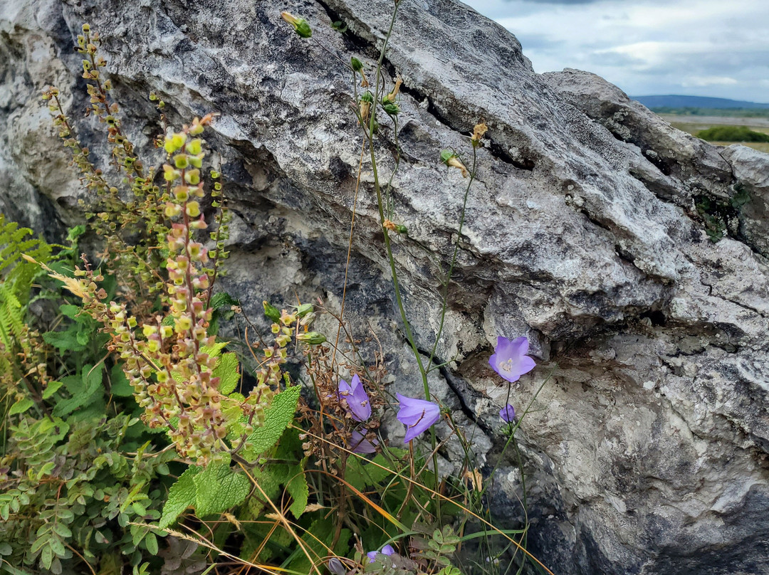 The Burren-克莱尔郡必去景点