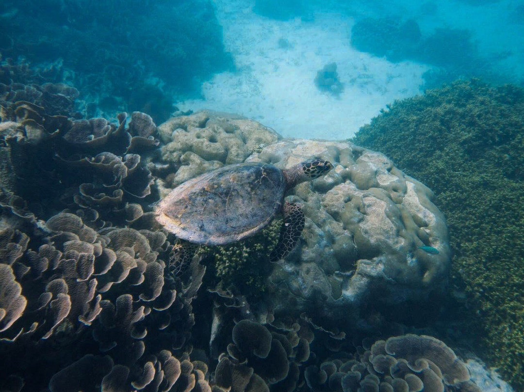 Addu Scuba Dive Maldives-阿斯杜太阳岛必去景点