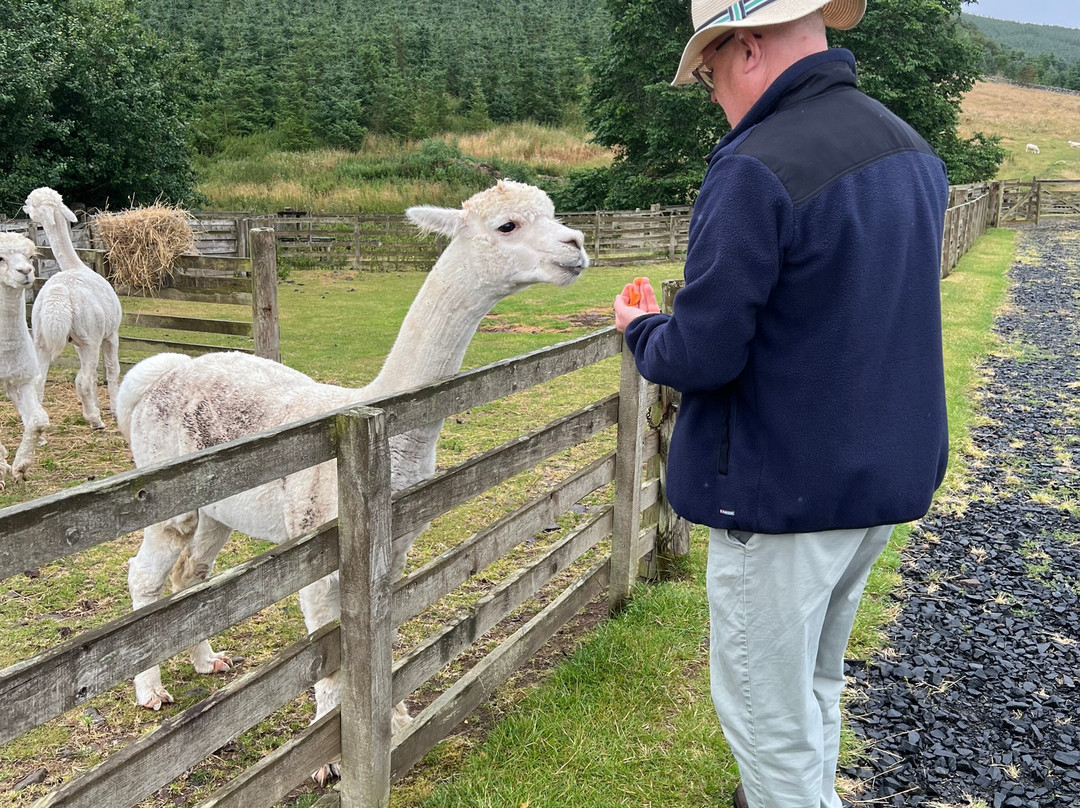 Beirhope Alpacas-Hownam必去景点