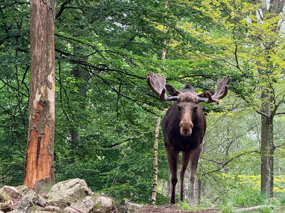 Soderasens Algpark (moosepark)-Kagerod必去景点