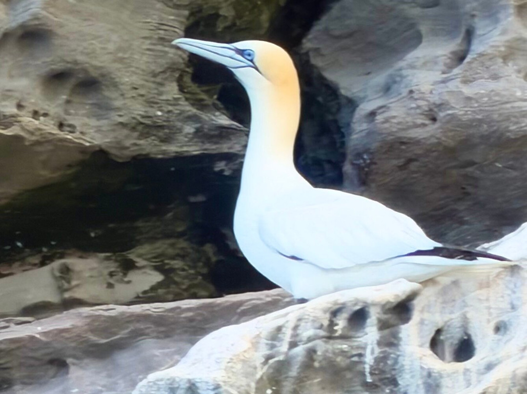 Sea Kayak Shetland-Lerwick必去景点
