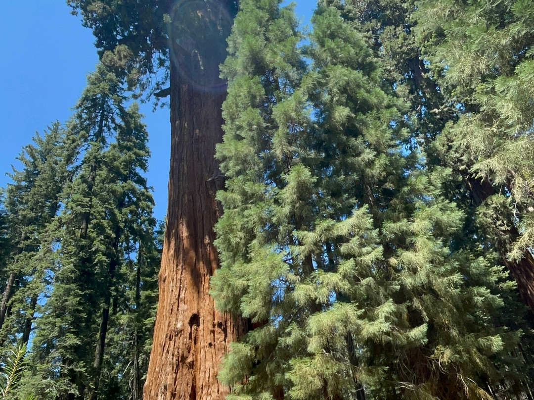 General Sherman Tree-红杉&国王峡谷国家公园必去景点