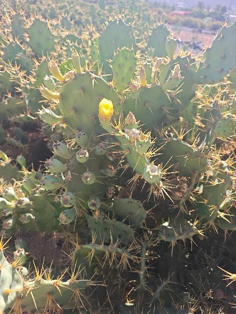 Red Cactus Farm Experience & Tasting – Finca Tuno Canarias-Valle De San Lorenzo必去景点