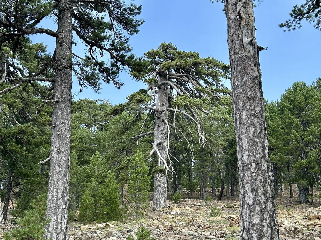 Artemis Nature Trail-特罗多斯必去景点
