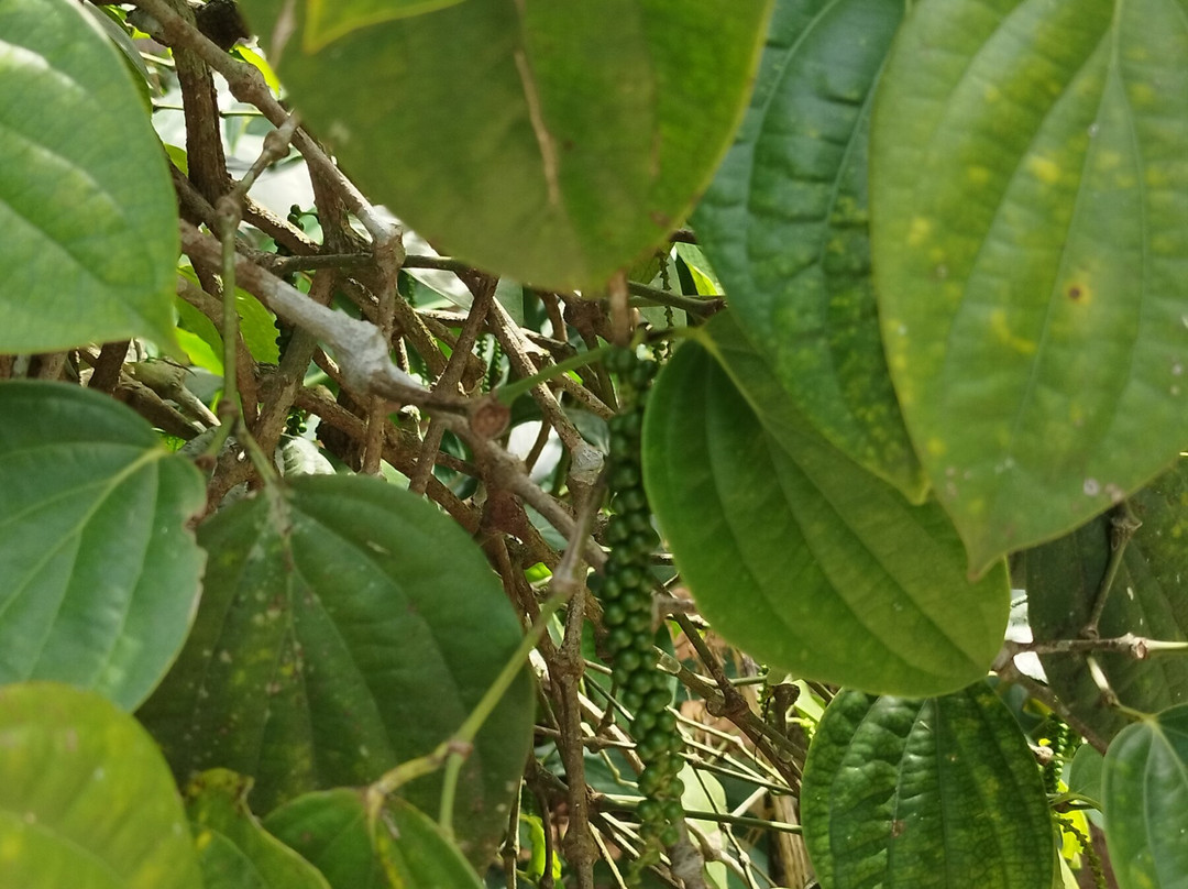 Kandy Spice Walk-康提必去景点