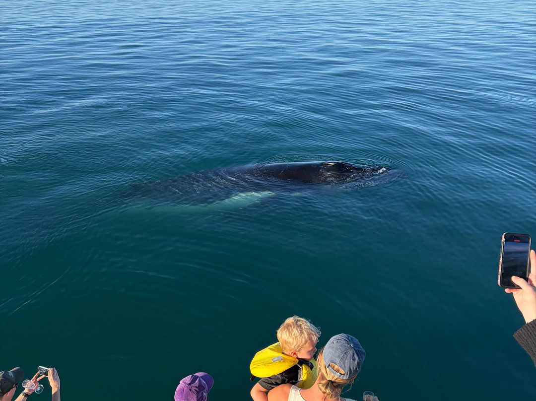 Ningaloo Discovery Whale Shark Tours-埃克斯茅斯必去景点