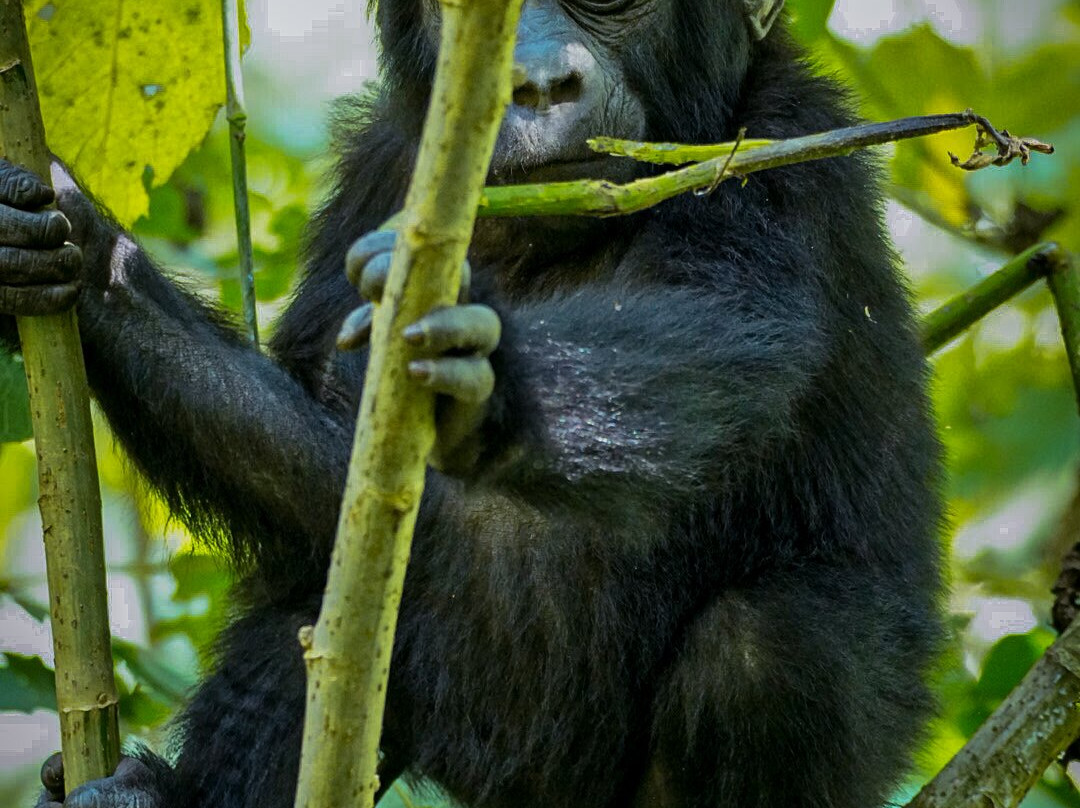 Go Gorilla Trekking-吉佳利必去景点