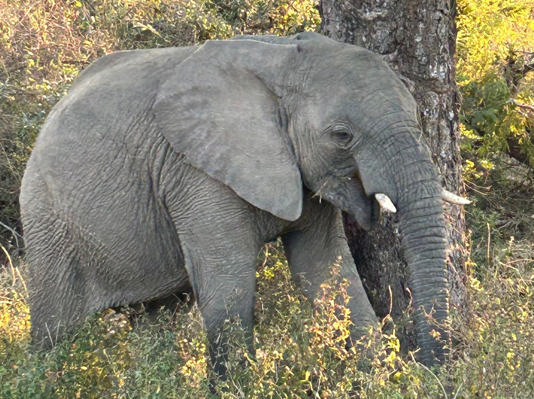 The Kruger Safari Co.-司库库札必去景点