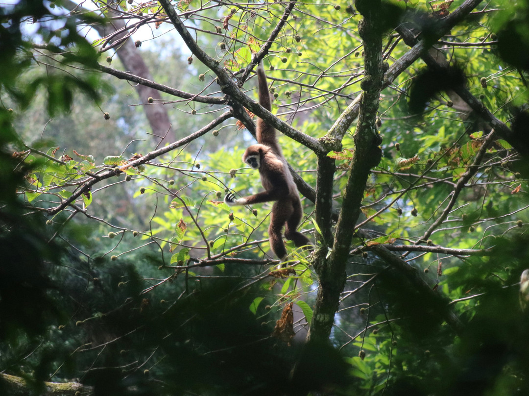 Ethical Trekking Sumatra-武吉拉旺必去景点