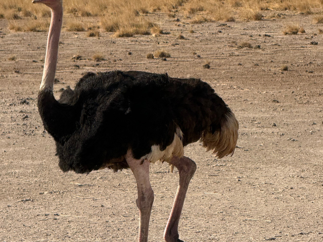 KingTomondo Safaris Kenya-蒙巴萨必去景点