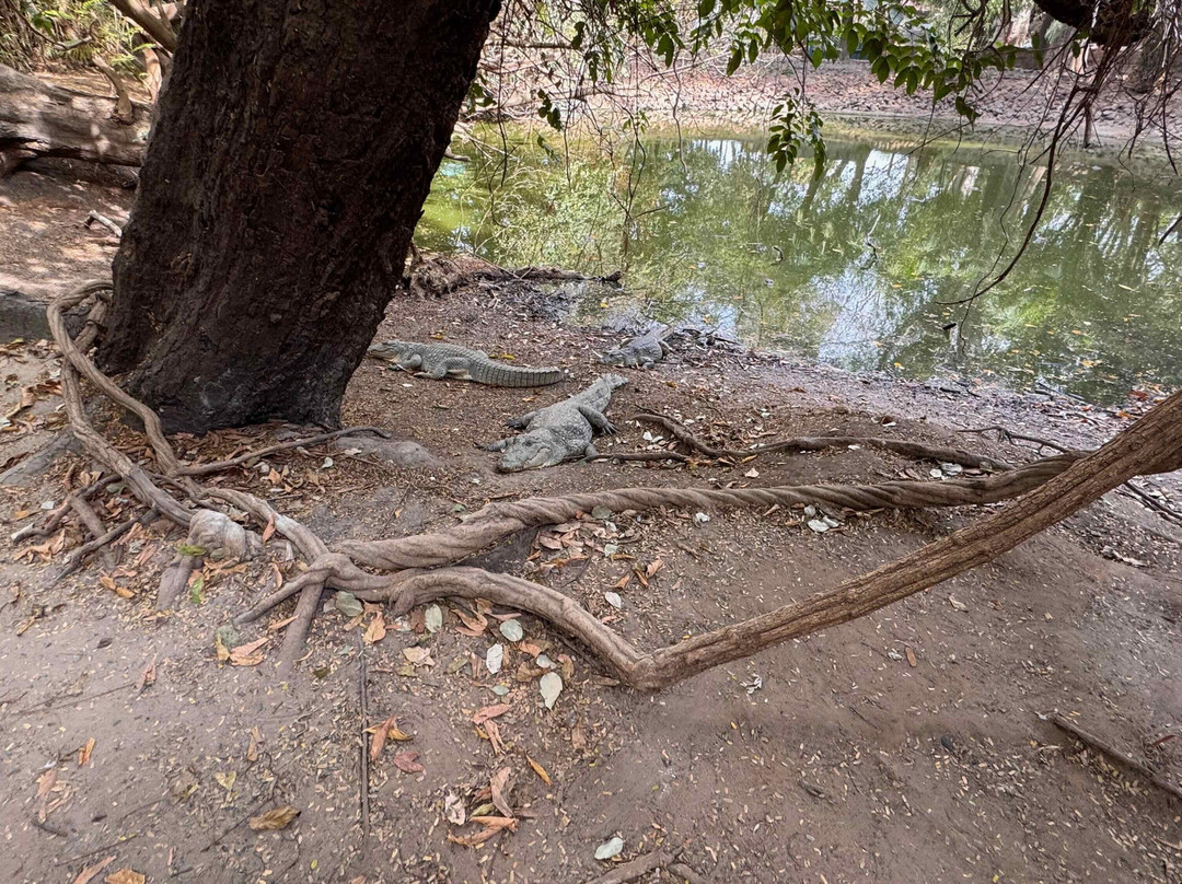 Kachikally Crocodile Pool-Bakau必去景点