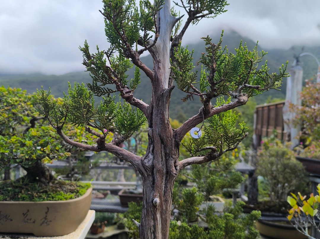 Jardin de Bonsais-圣路易岛必去景点
