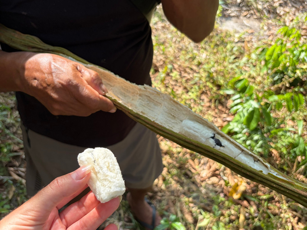 Amazon Antonio Jungle Tours-玛瑙斯必去景点