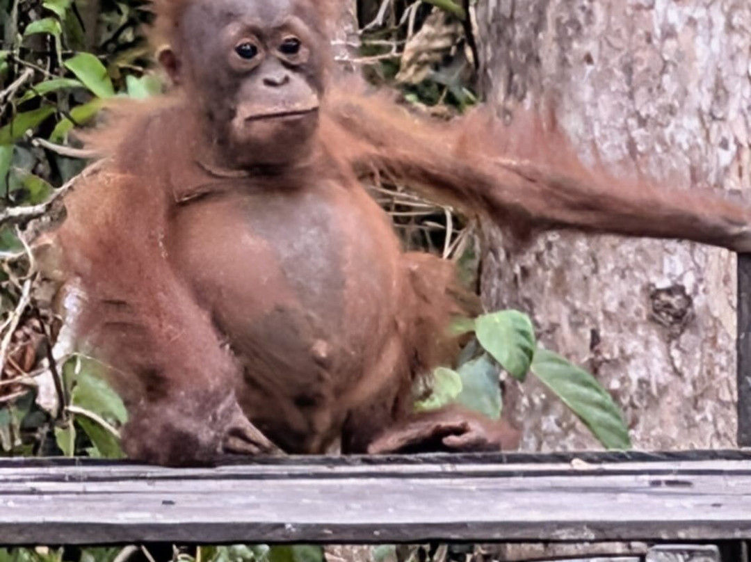 Dolphindo Tour Orangutan Tanjung Puting-Kumai必去景点