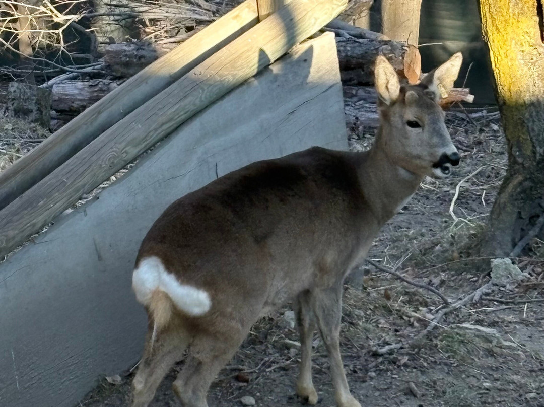 Parc Animalier d'Introd-Introd必去景点