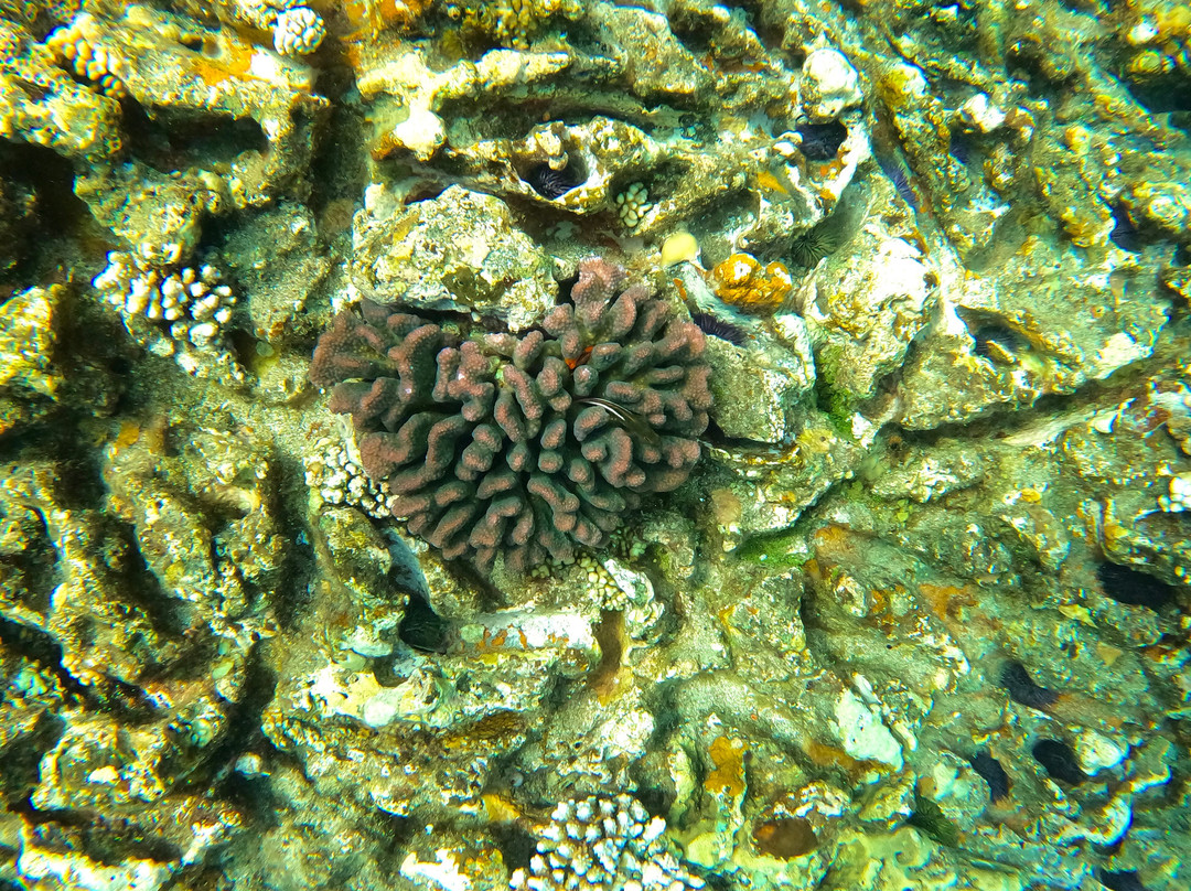 Just Diving-Bain Boeuf必去景点