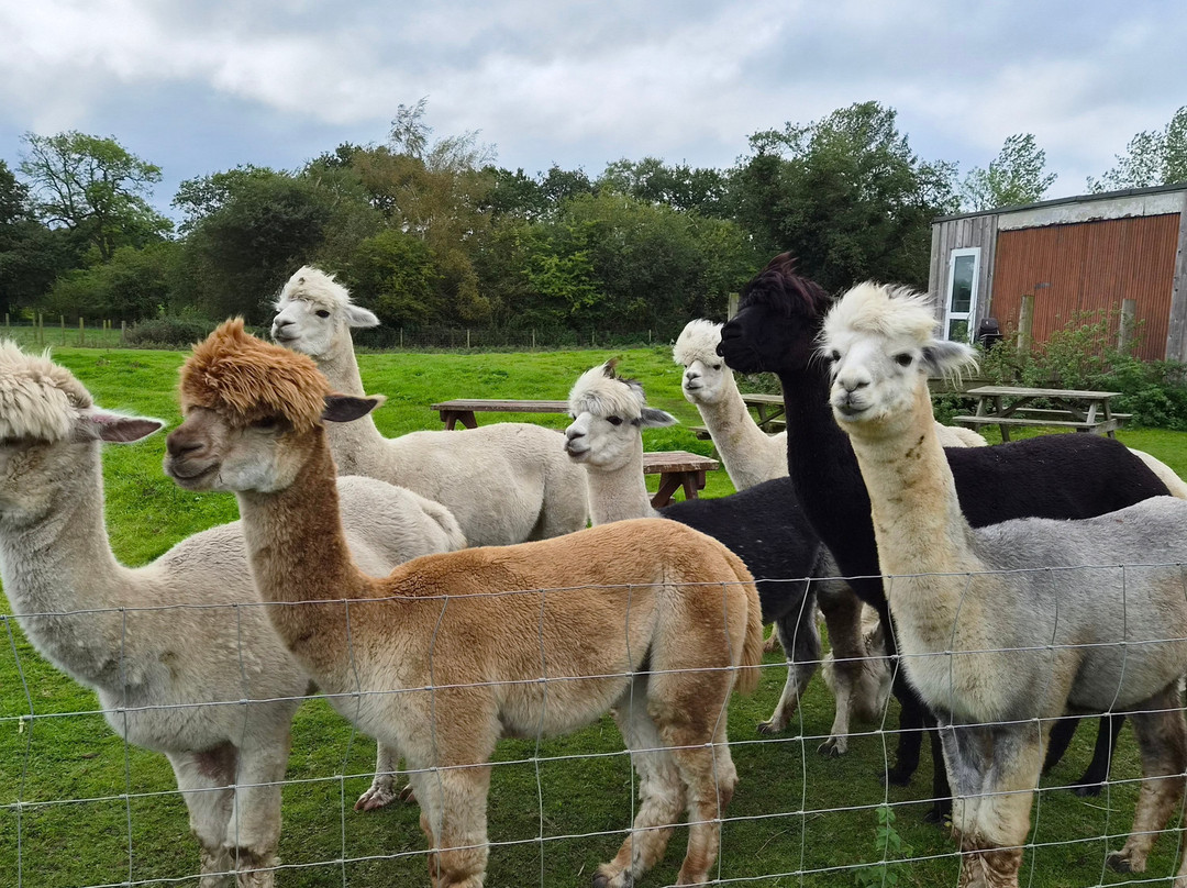 Cheshire Alpacas-Antrobus必去景点
