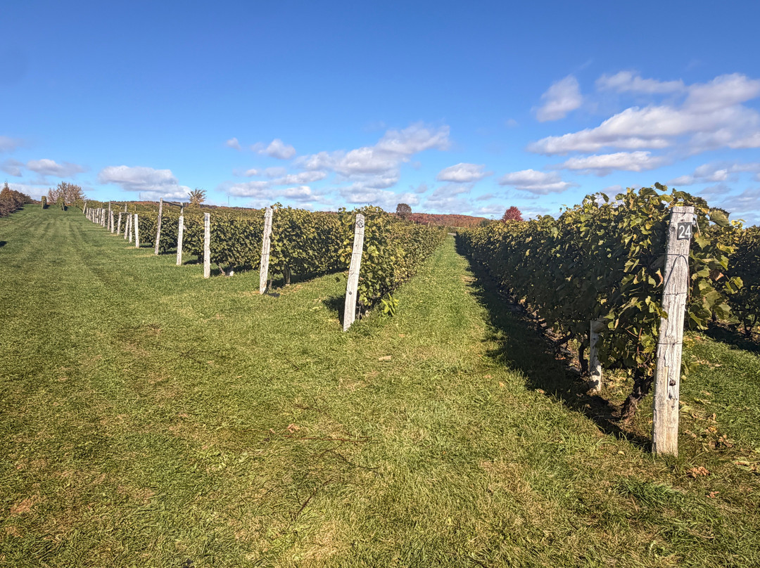 Vignoble Domaine L'Ange Gardien-L'Ange-Gardien必去景点