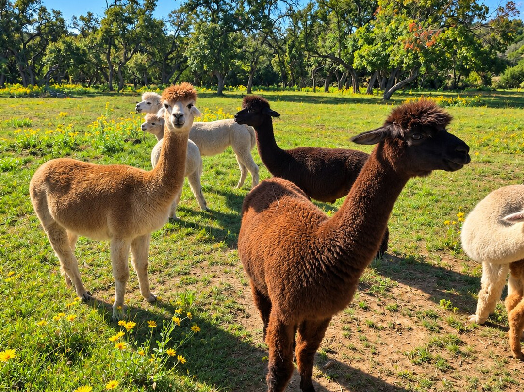Giraffe Winery at Grapetown Vineyard-弗雷德里克斯堡必去景点