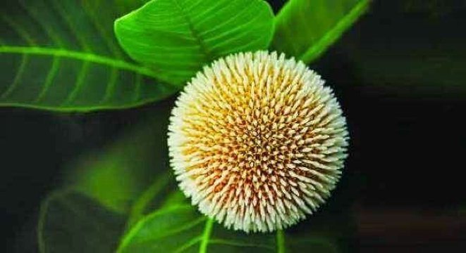 Green View Resort & Convention Center-官方