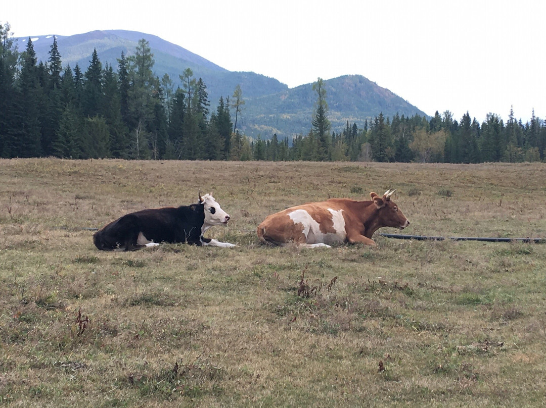 喀纳斯鉴苑山庄酒店主图