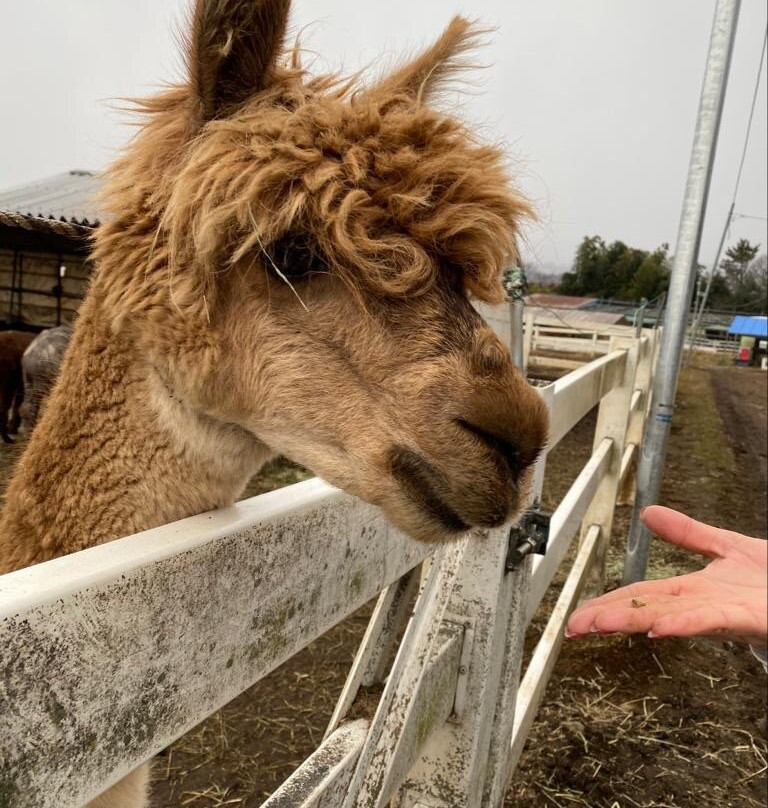 Nasu Alpaca Farm景点图片