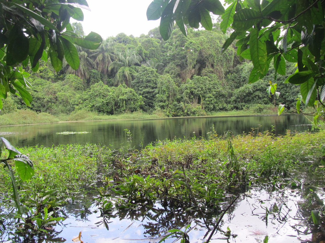 奔巴岛旅游景点-Ngezi Forest Reserve