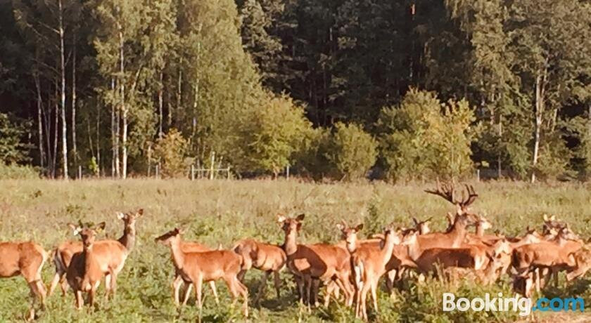 Deer Spa