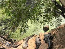The Madras Crocodile Bank Trust and Centre for Herpetology景点图片
