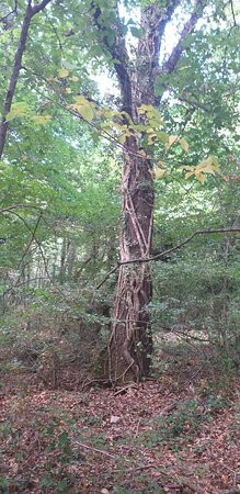 Oasi LIPU - Riserva Naturale Bosco Casale景点图片