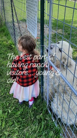 Hallmark Ranch Alpacas-萨利达必去景点