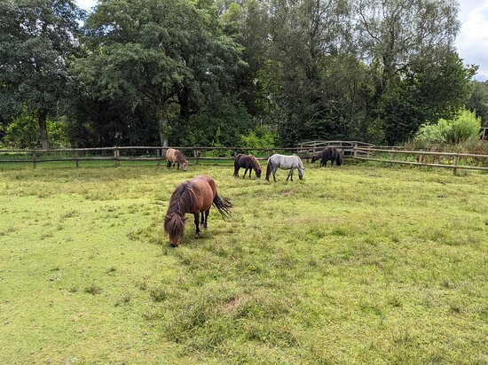 Miniature Pony Centre景点图片