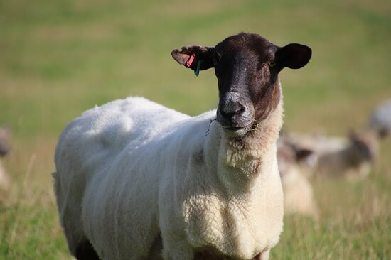 Tosson Tower Farm主图