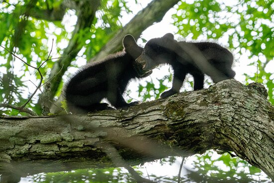 Spruce Photo Tours-汤森必去景点