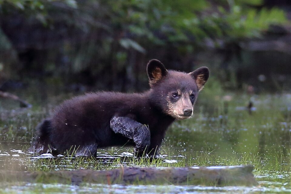 Wildlife Carolina-Swanquarter必去景点