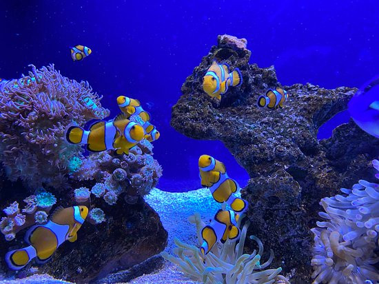 Spa Aquarium-Cala Ratjada必去景点