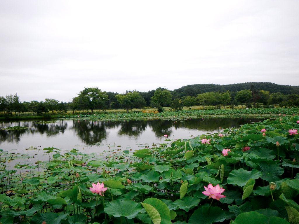 Tsuru no Yu Onsen景点图片