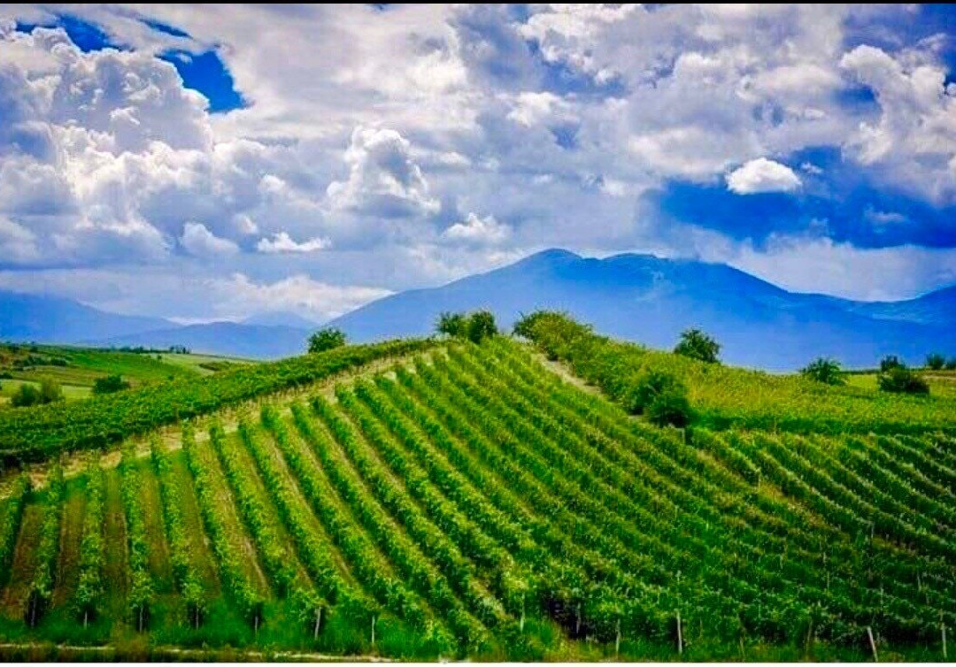 Kosova Wine Rahovec Vineyards