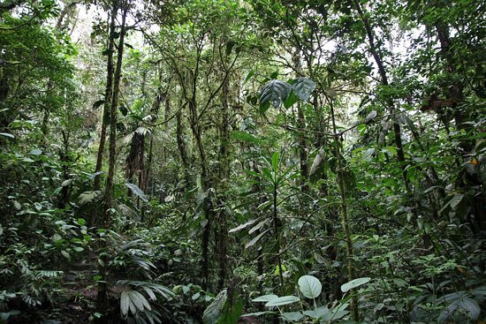 San Jorge de Milpe Eco-Lodge Orchid & Bird Reserve主图