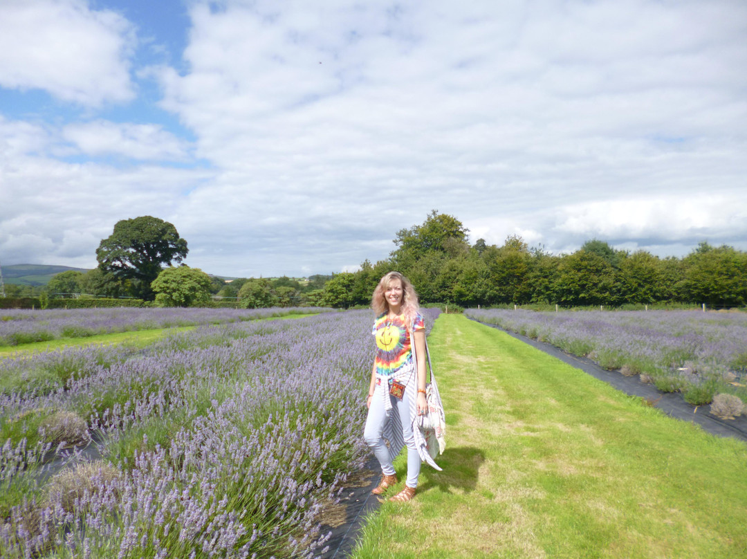 Wexford Lavender Farm景点图片