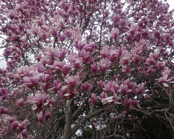 真鹤町旅游景点-Araijoshi Park
