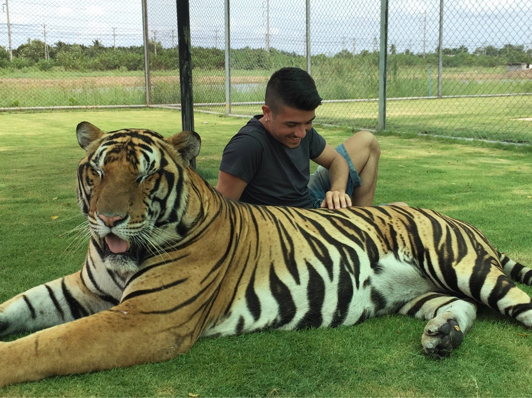 Tiger World Thailand景点图片