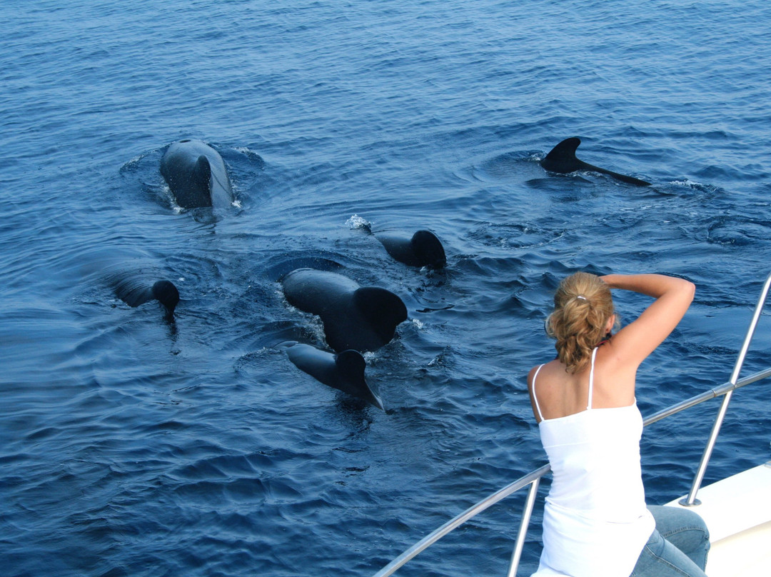 Whale Watching景点图片